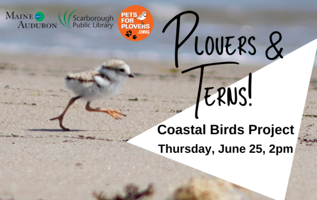 Plovers! with Maine Audubon