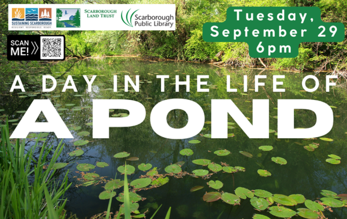 A Day in the Life of a Pond